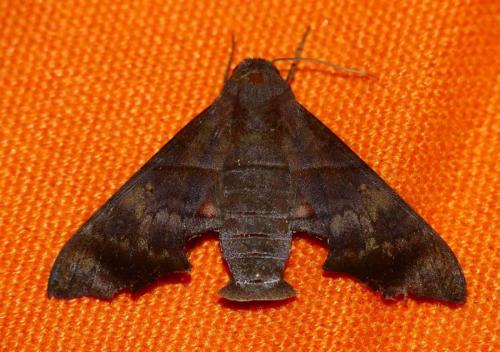 Perigonia stulta