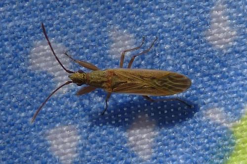 Réf. 193 219 : Paromius gracilis