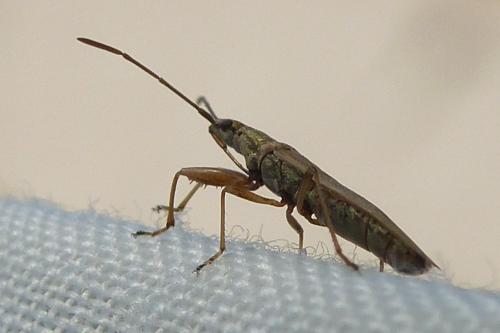 Réf. 193 221 : Paromius gracilis