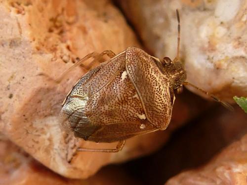 Réf. 193 161 : Eysarcoris ventralis