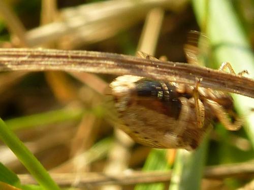 Réf. 193 231 : Eysarcoris ventralis