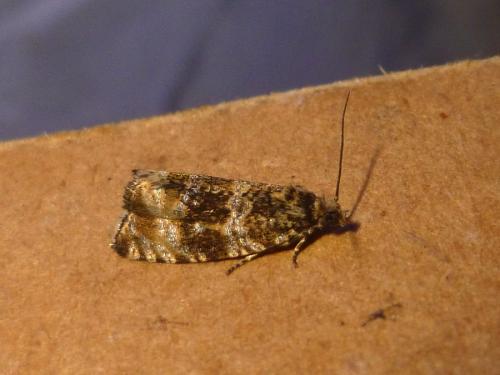 Celypha lacunana