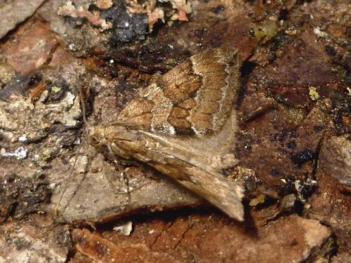 Réf. 193 181 : Thera obeliscata