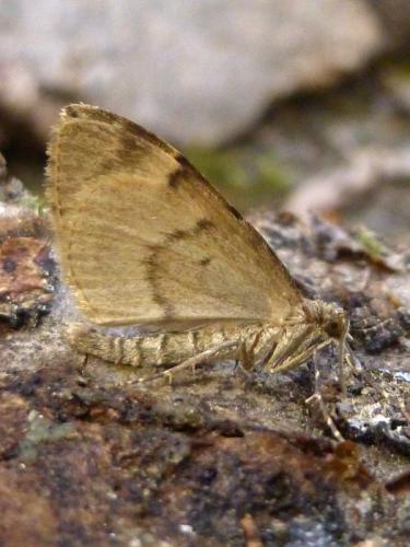 Réf. 193 179 : Thera obeliscata