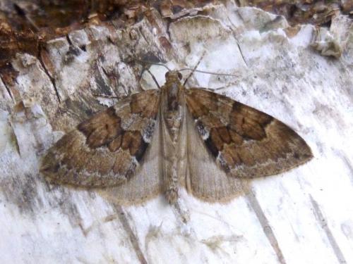 Réf. 193 178 : Thera obeliscata
