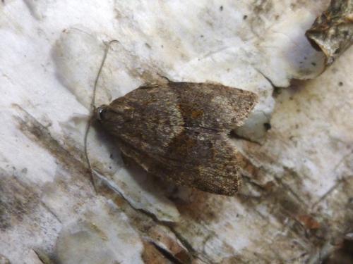 Syndemis musculana