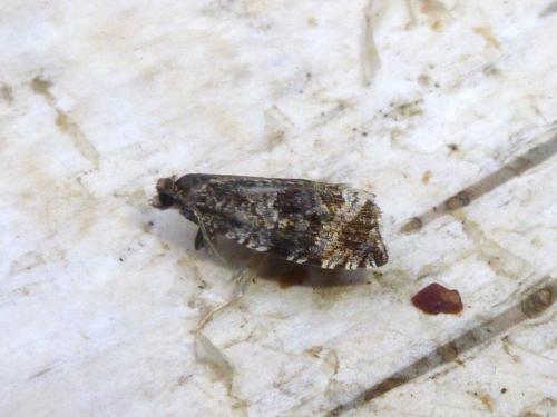 Réf. 193 173 : Celypha lacunana