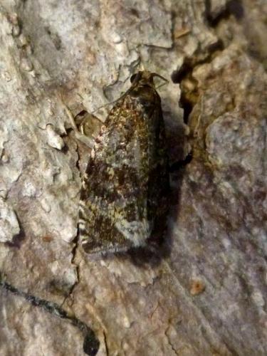 Celypha lacunana