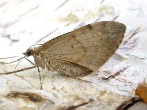 Réf. 193 176 : Thera obeliscata
