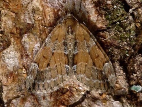 Réf. 193 174 : Thera obeliscata