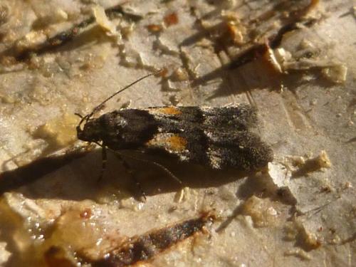 Teleiodes luculella