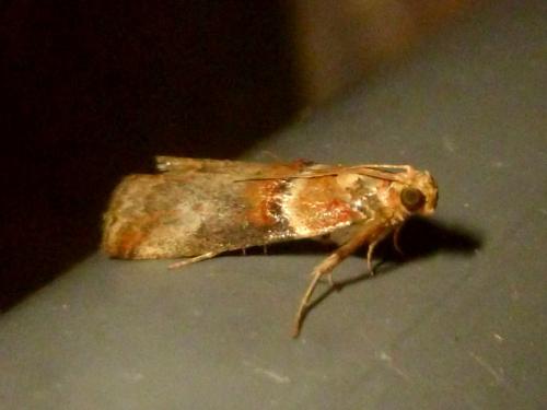 Réf. 193 043 : Acrobasis tumidana