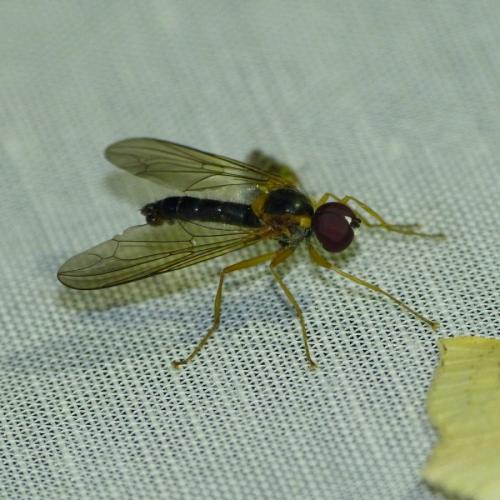 Nephrocerus scutellatus