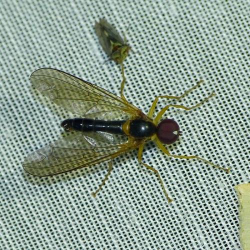 Nephrocerus scutellatus