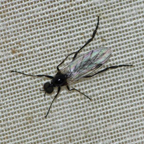 Bibio clavipes
