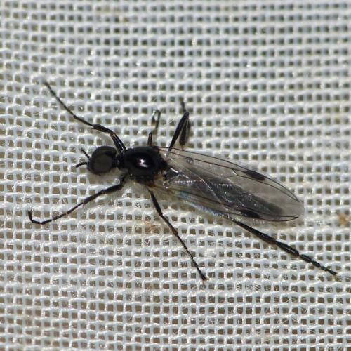 Bibio clavipes