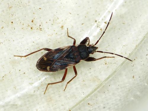 Eremocoris podagricus