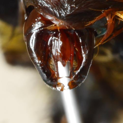 Bombus lapidarius