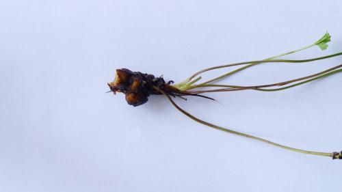 Xestophanes potentillae