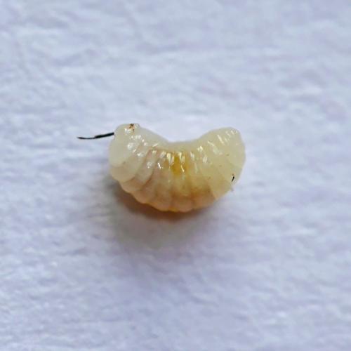 Xestophanes potentillae