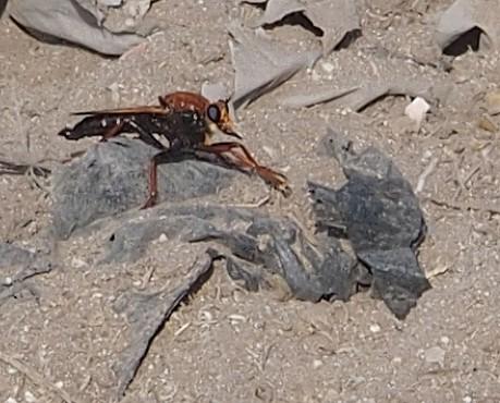Réf. 193 074 : Asilus barbarus