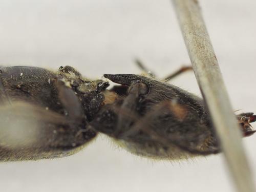 Réf. 193 775 : Hemicrepidius hirtus