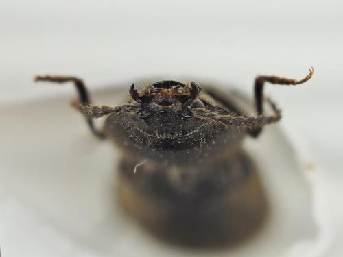 Réf. 193 778 : Hemicrepidius hirtus