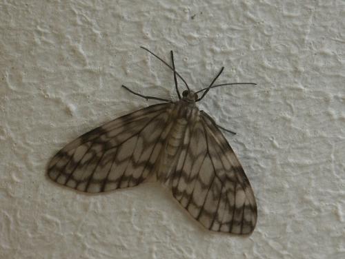 Réf. 193 968 : Nephodia sp.
