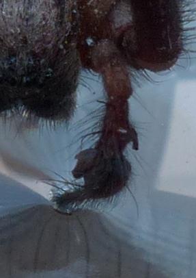 Eratigena atrica