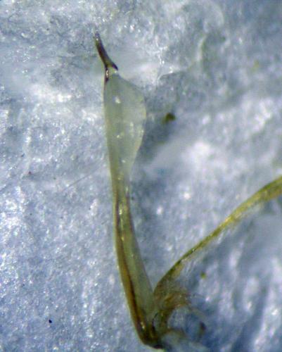 Leiobunum apenninicum