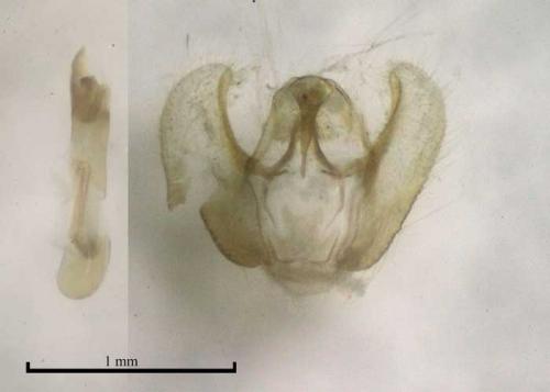 Perizoma flavosparsata