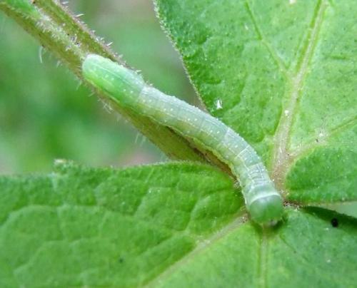 Polymixis sp.