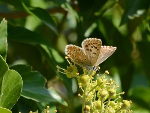 Réf. 193 230 : Polyommatus sp.