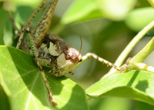 Rhacocleis annulata