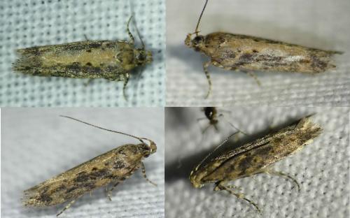 Réf. 193 134 : Scrobipalpa ocellatella