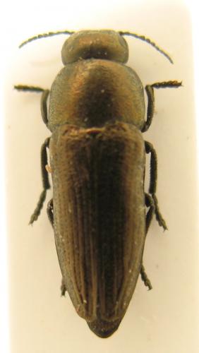 Réf. 193 912 : Sphenoptera laportei