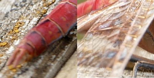 Sympetrum vulgatum