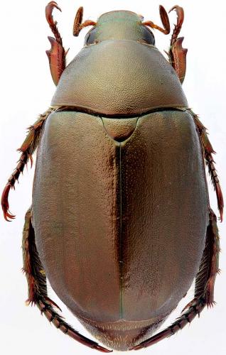 Anomala densa