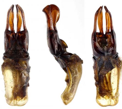 Réf. 193 466 : Asactopholis bicolor nigrimargo