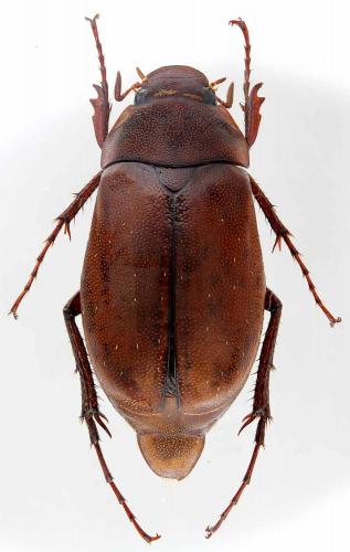 Réf. 193 465 : Asactopholis bicolor nigrimargo
