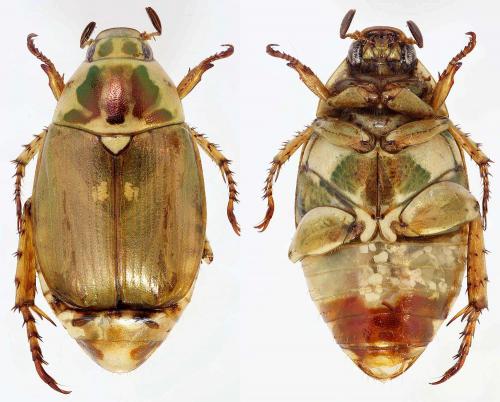 Mimela sp.