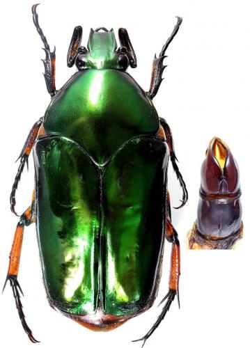 Agestrata orichalca