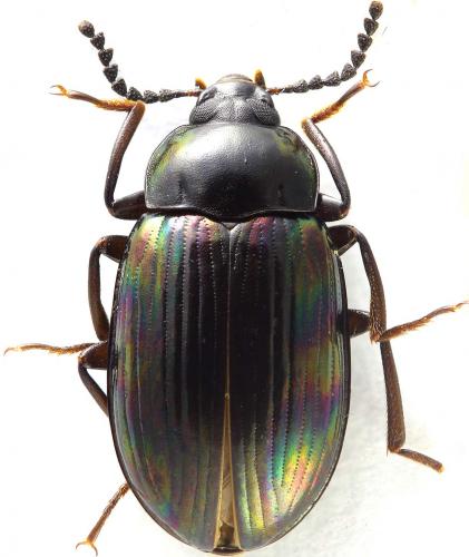 Ceropria induta