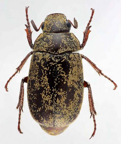Cyphochilus sp.