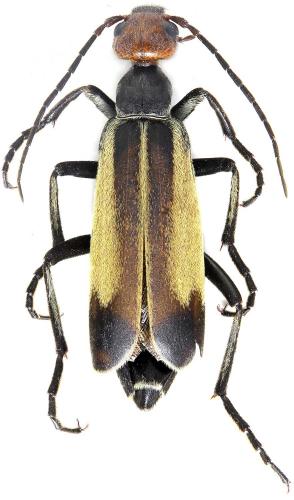 Epicauta maklini