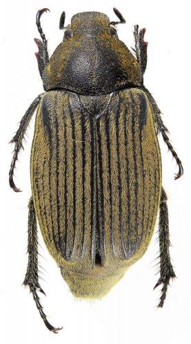 Exolontha pennata