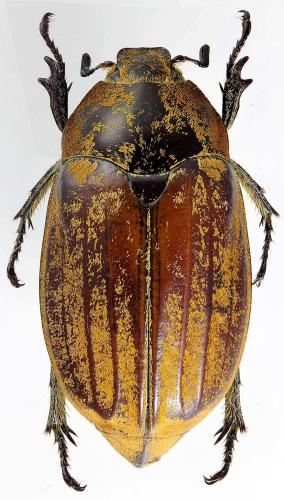 Melolontha malaccensis
