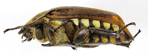 Melolontha malaccensis