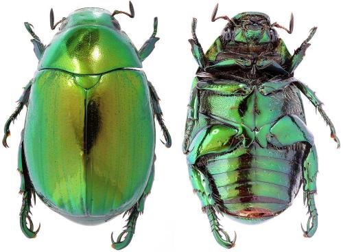 Mimela despumata