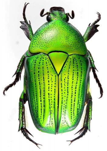 Euchloropus laetus